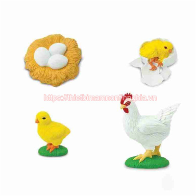 Mô hình quá trình sinh trưởng của con gà