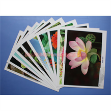 Tranh các loại hoa khổ A4