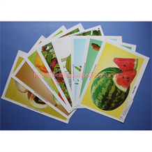 Tranh các loại quả khổ A4