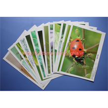 Tranh côn trùng khổ A4