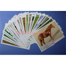 Tranh động vật khổ A4